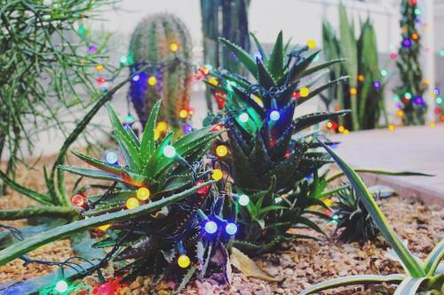 Colorful lights adorn green plants in a desert garden, creating a festive atmosphere among the rocks.