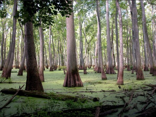 A serene swamp scene with tall trees rising from green, algae-covered water, surrounded by lush foliage.