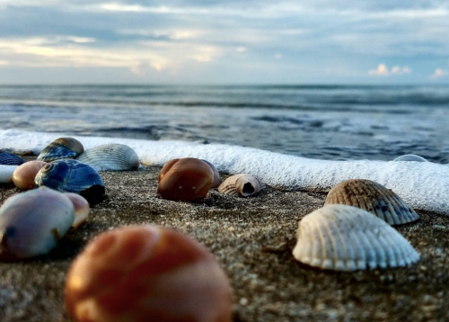 Close-up of various seashells on a sandy beach, with gentle waves lapping at the shore under a cloudy sky.