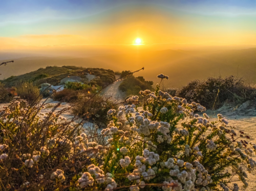 A scenic sunset over rolling hills, with vibrant orange hues and wildflowers in the foreground.
