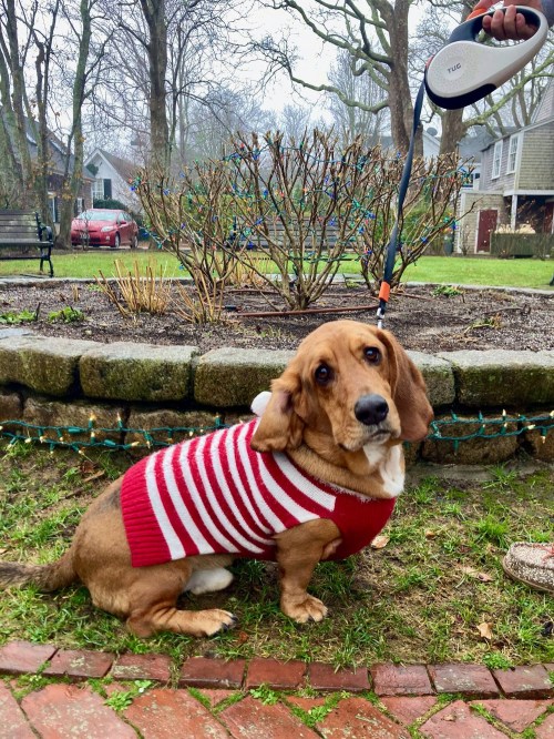 A basset hound in a red and white striped sweater sits on the grass near a garden, looking curiously at the camera.