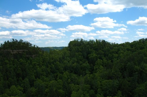 Lush green forest under a bright blue sky with fluffy white clouds, showcasing a serene natural landscape.