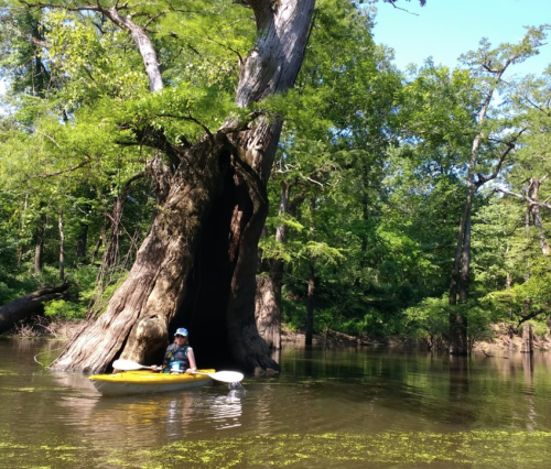 A person in a kayak paddles near a large, hollow tree in a serene, green forested area.