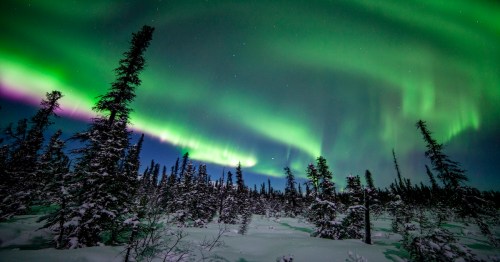 A stunning display of the northern lights illuminates a snowy forest under a starry night sky.