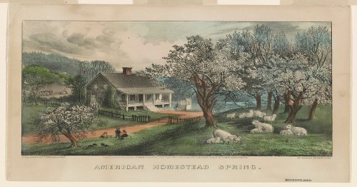 A spring scene of a homestead with blooming trees, sheep grazing, and a house surrounded by a fence.