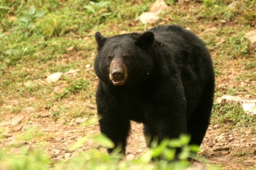 A black bear walking through a grassy area, surrounded by greenery and rocks.