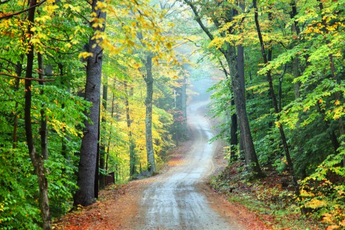 A winding dirt road surrounded by vibrant green and yellow trees in a misty forest.