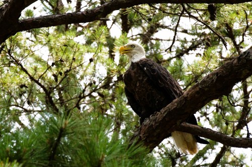 A bald eagle perched on a tree branch, surrounded by green pine needles and branches.
