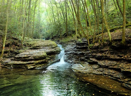 A serene forest scene featuring a small waterfall flowing over rocks into a calm pool, surrounded by lush greenery.
