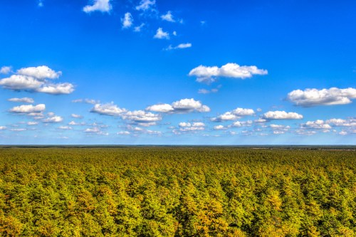 A vast green forest stretches under a bright blue sky dotted with fluffy white clouds.