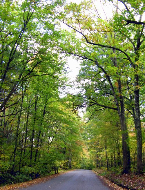 A serene road lined with lush green trees, leading into a peaceful forest.