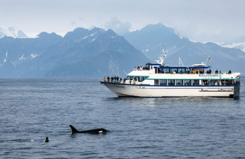 A tour boat with passengers observes orcas swimming near the shore, with mountains in the background.