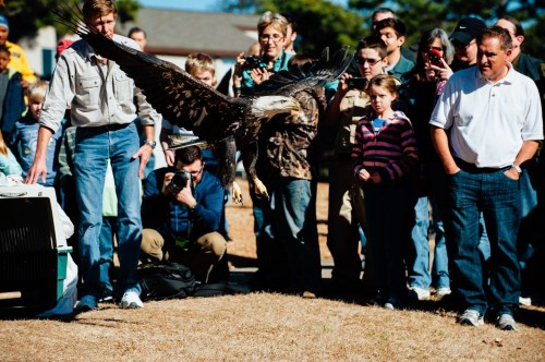 A bald eagle soars above a crowd of people watching an outdoor event, with some taking photos and others observing.