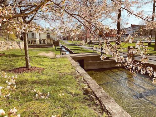 A serene park scene with cherry blossoms, a stream, and a building in the background under a clear blue sky.