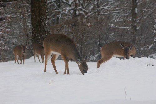 A group of deer foraging in the snow-covered forest, surrounded by trees and a winter landscape.
