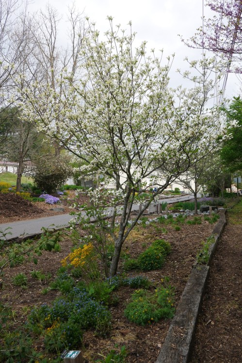 A flowering tree with white blossoms stands among colorful flowers in a garden path, under a cloudy sky.