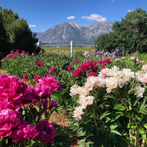 A vibrant flower garden with pink and white peonies, set against a backdrop of mountains and a clear blue sky.