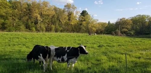 Two black and white cows graze in a lush green field under a clear blue sky, with trees in the background.