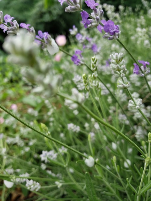 A close-up of lavender flowers in a garden, with soft purple and white blooms amidst green foliage.