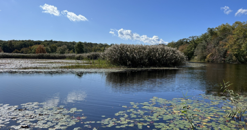 A serene lake scene with lush greenery, lily pads, and a blue sky with scattered clouds.