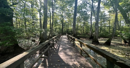 A wooden boardwalk winding through a lush, green forest with tall trees and dappled sunlight.