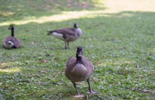 A group of geese on green grass, with one goose in the foreground walking towards the camera.
