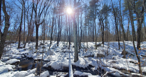 A sunlit winter scene with snow-covered ground, trees, and a small stream flowing through the forest.