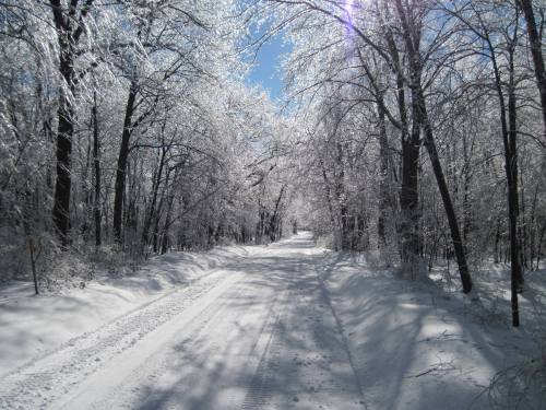 A snowy path lined with frosted trees under a clear blue sky, creating a serene winter landscape.