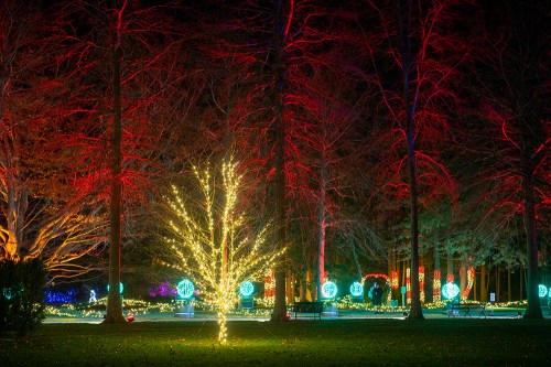 A park illuminated with colorful holiday lights, featuring a glowing tree and vibrant decorations among bare trees.