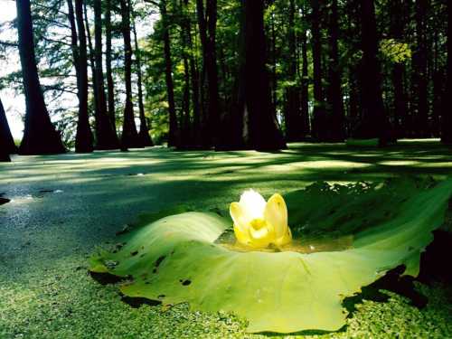 A white water lily blooms on a large green leaf in a serene, green-tinted forest pond.