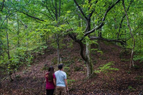 A man and woman stand in a lush green forest, gazing at a hillside covered in trees and fallen leaves.