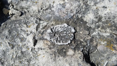 Fossilized shell embedded in a rocky surface, surrounded by gray and textured stone.