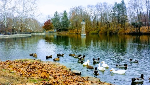 Ducks swimming in a calm lake surrounded by autumn trees and a stone lighthouse in the background.