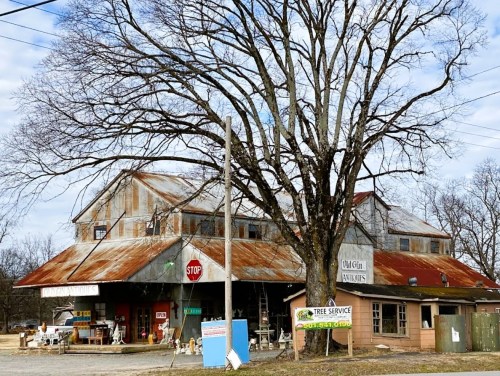 A rustic building with a rusty roof, large tree, and signs for a stop and tree service in a rural setting.