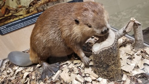 A taxidermy beaver stands beside a cut log, surrounded by wood shavings in a display case.