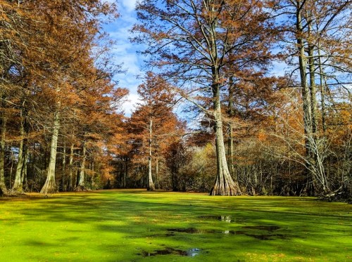 A serene wetland scene with tall trees and a green, mossy surface under a blue sky with scattered clouds.