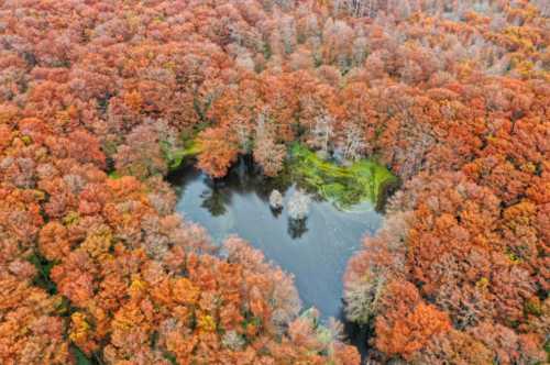 Aerial view of a vibrant autumn forest with orange and red leaves surrounding a small, tranquil pond.