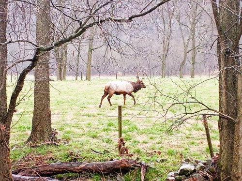 A deer with antlers walks along a fence in a grassy field, surrounded by bare trees on a misty day.