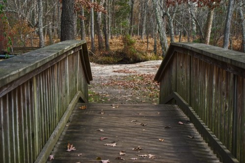 A wooden bridge leads into a forest with fallen leaves and trees in the background.
