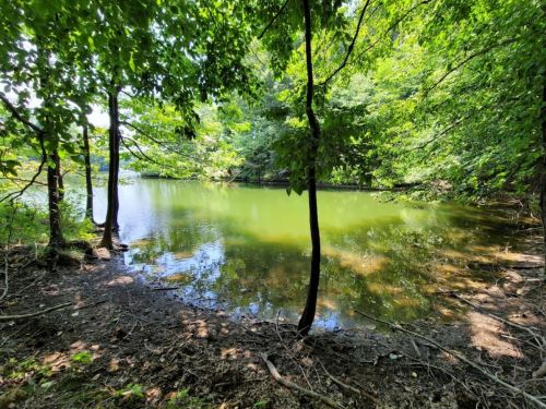 A serene pond surrounded by lush green trees and foliage, reflecting the vibrant nature around it.