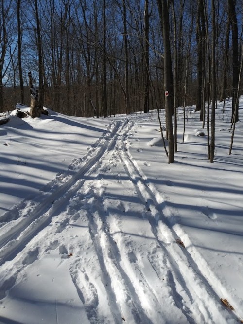 A snowy trail winding through a forest, with tree shadows and ski tracks visible in the fresh snow.
