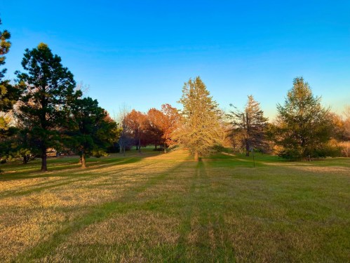 A serene landscape featuring trees and a grassy field under a clear blue sky, with warm sunlight casting long shadows.