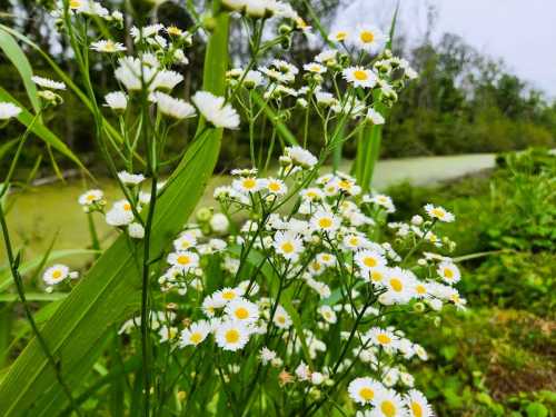 A cluster of small white daisies with yellow centers, surrounded by green foliage near a calm, greenish pond.