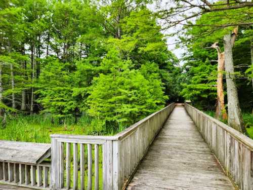 A wooden boardwalk leads through lush green trees and wetland vegetation, inviting exploration into nature.