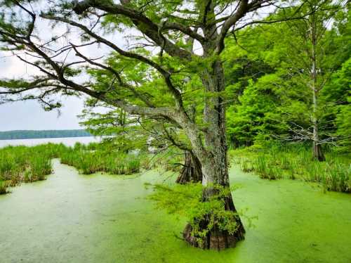 A serene wetland scene featuring a large tree surrounded by green algae and lush vegetation near a calm lake.