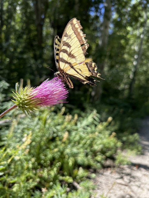 A butterfly with yellow and black stripes perched on a pink flower in a lush, green environment.