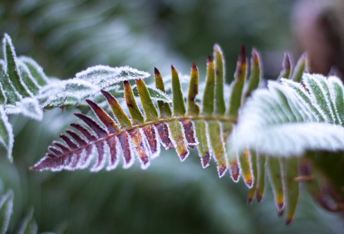 Frost-covered fern leaves with vibrant green and reddish tips, set against a blurred natural background.