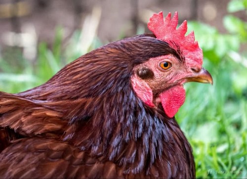 A close-up of a brown chicken with a red comb, set against a green grassy background.
