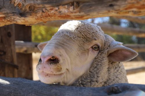 Close-up of a sheep's face peeking through a wooden fence, with soft wool and curious eyes.