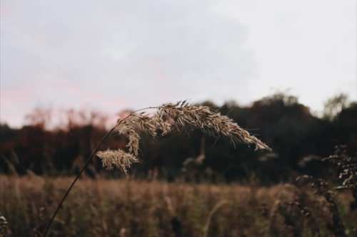 A close-up of a tall grass stalk against a blurred field and soft sunset sky in the background.